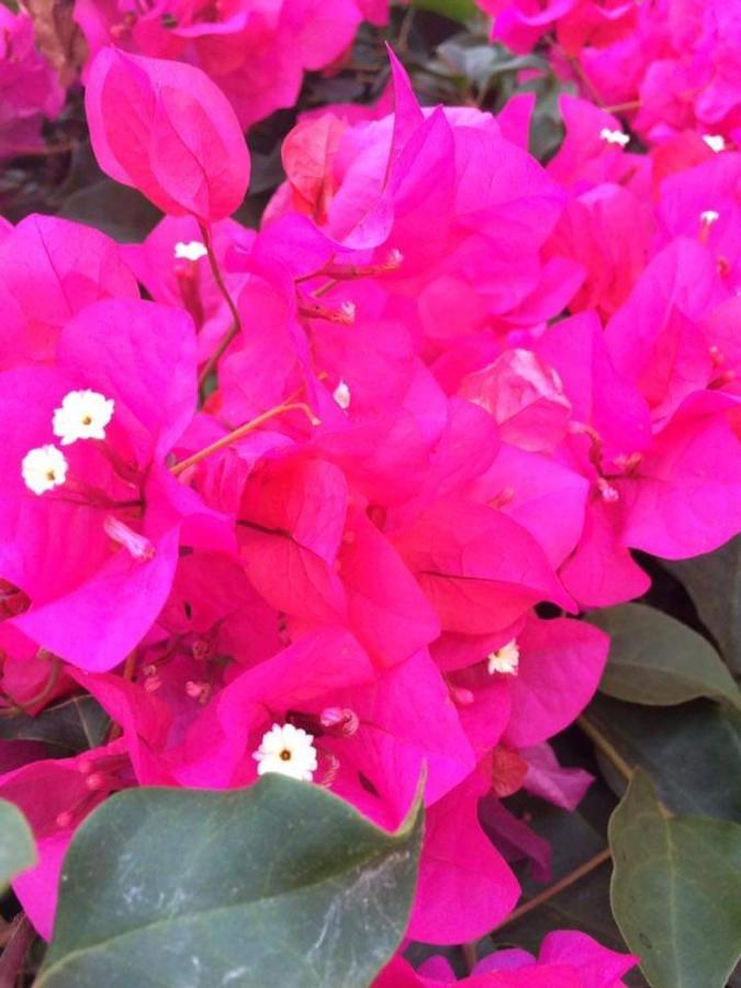 B & B Jasmine 圣泰雷萨迪里瓦 外观 照片